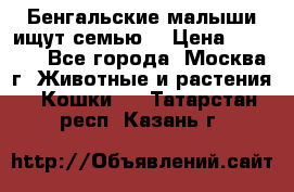 Бенгальские малыши ищут семью) › Цена ­ 5 500 - Все города, Москва г. Животные и растения » Кошки   . Татарстан респ.,Казань г.
